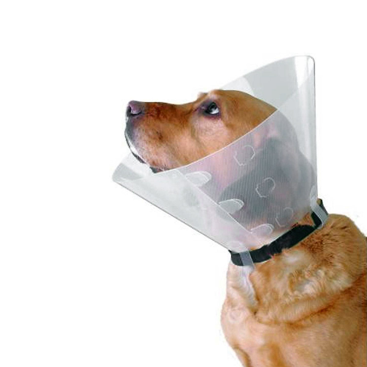 Buster Plastic Elizabethan Collar Canine/Feline